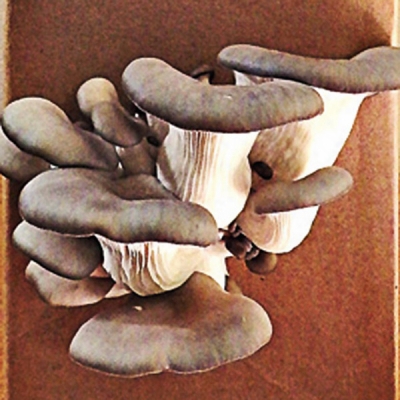 High Yielding Black Oyster Mushroom Kit