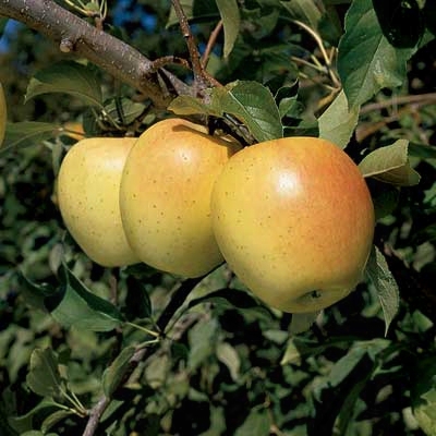 Honeygold Dwarf Apple