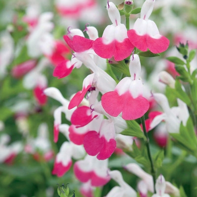 Hot Lips Salvia