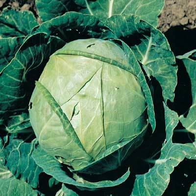 Hybrid Stonehead Cabbage