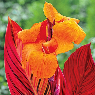 Inferno Canna