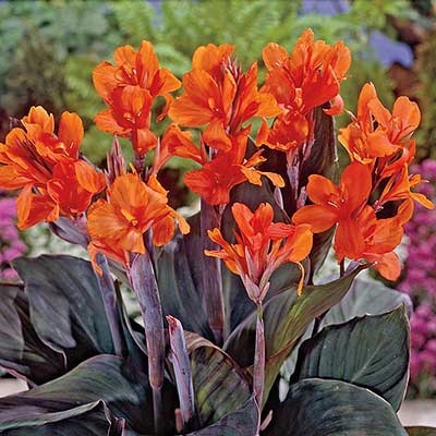 Ingeborg Canna