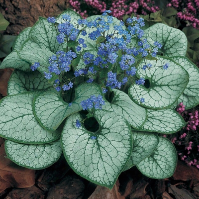 Jack Frost Brunnera