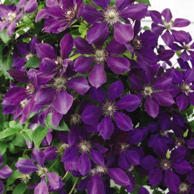 Jackmanii Clematis