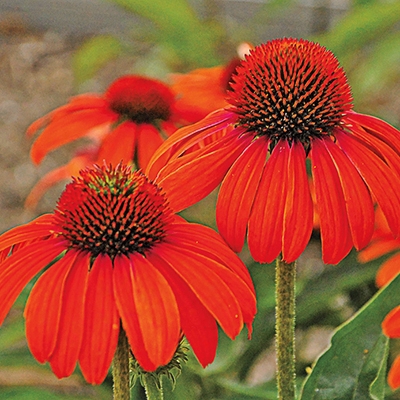 Julia Coneflower