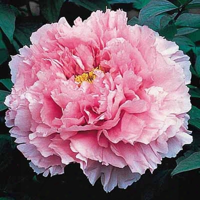 Kamata-fuji Peony Tree