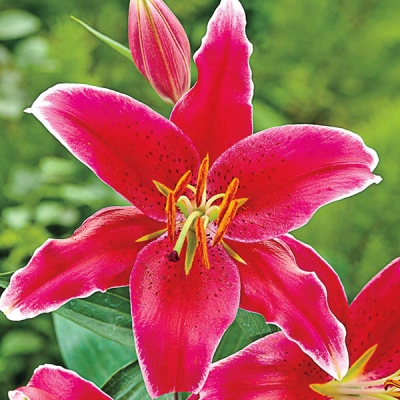 Kissproof Oriental Lily