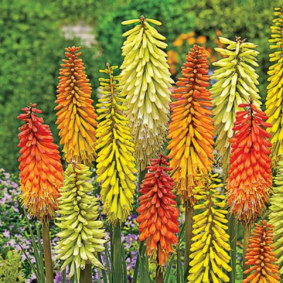 Kniphofia Mixture