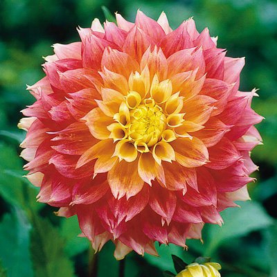 Kogana Fubuki Dahlia