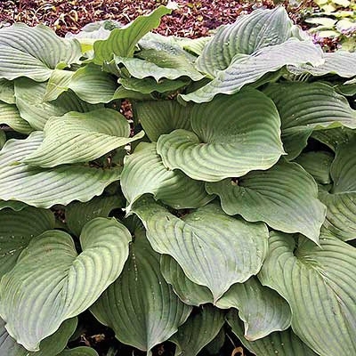 Komodo Dragon Hosta