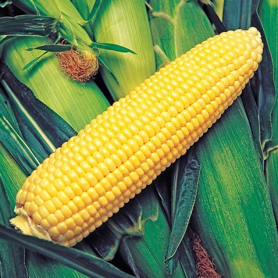 Krispy King Hybrid Sweet Corn