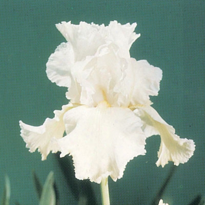 Lacy Snowflake Iris