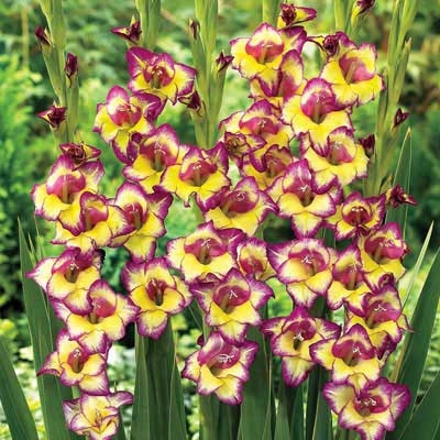 Laguna Butterfly Gladiolus