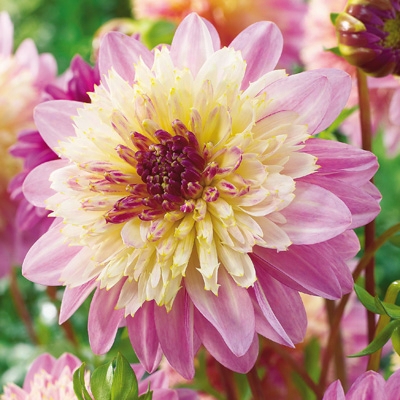 Lambada Dahlia