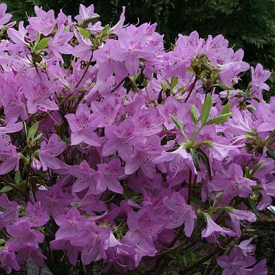 Lavender Azalea