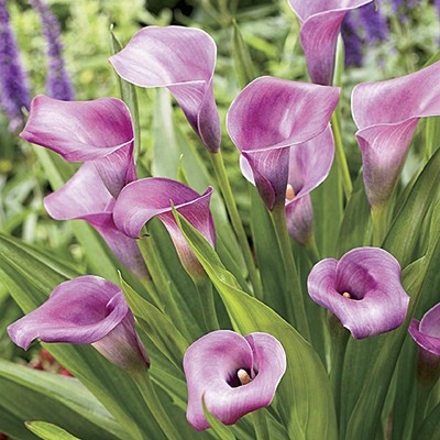 Lavender Calla Lily