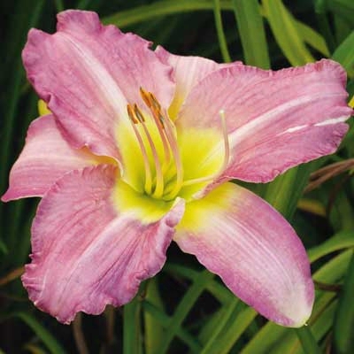 Lavender Daylily