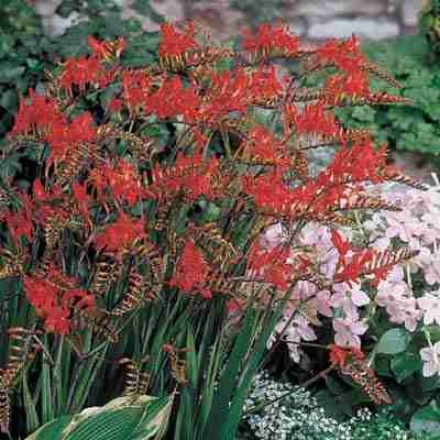 Lucifer Crocosmia