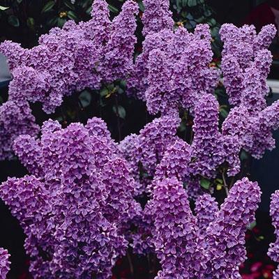 Ludwig Spaeth Lilac