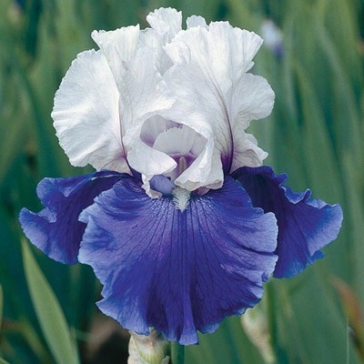 Mariposa Skies Iris