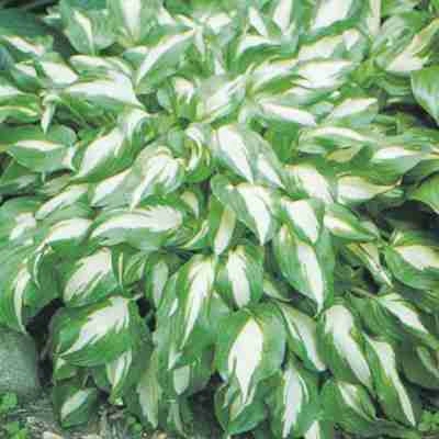 'medio Variegata' Hosta