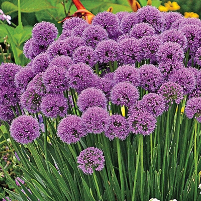 Millenium Allium