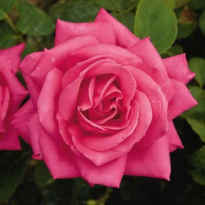 Miss All-american Beauty Rose