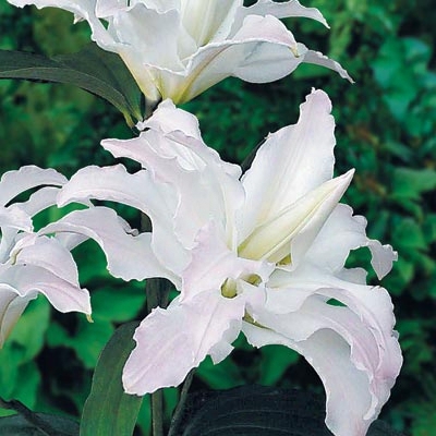 Mis Lucy Oriental Lily