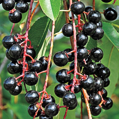 Mountain Black Cherry