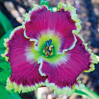 Mulberry Freeze Daylily