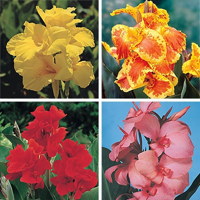 Multi-color Canna Collection