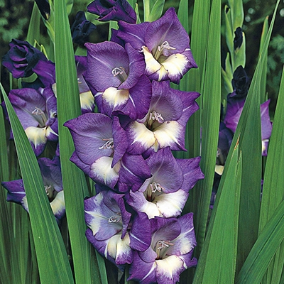 Oberbayern Gladiolus