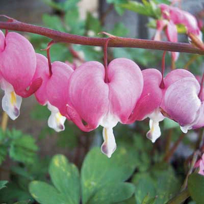 Old Fashioned Bleeding Heart