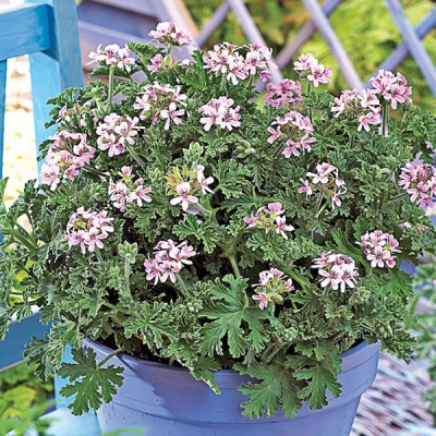 Old Fashioned Geranium