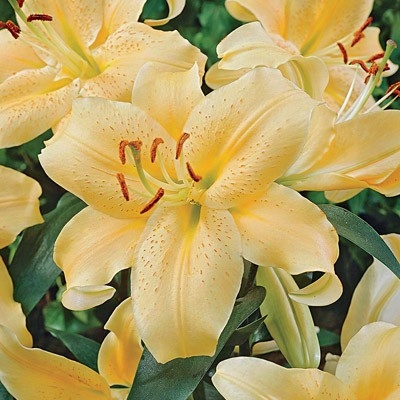 Oriental Golden Stargazer Lily