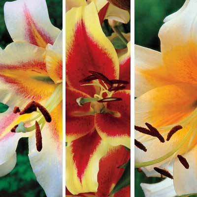 Ornamental Trumpet Lily Collection