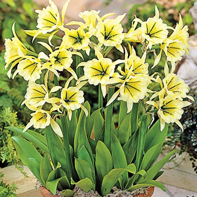 Peruvian Yellow Daffodil