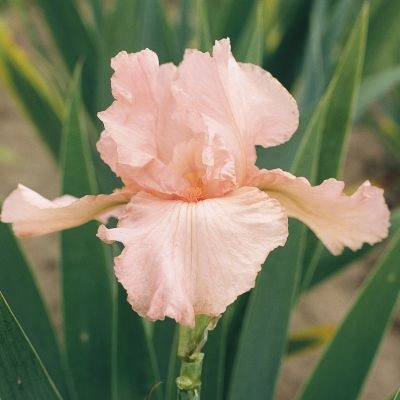 Pink Attraction Iris