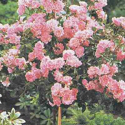 Pink Cushion Tree Rose