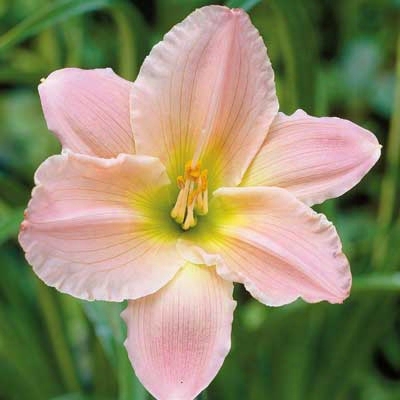 Pink Daylily