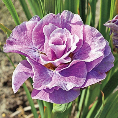Pink Parfait Iris