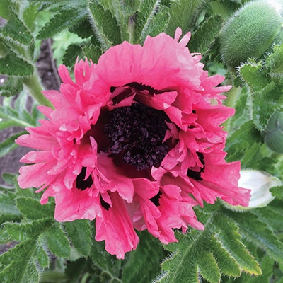 Pink Perfection Poppy