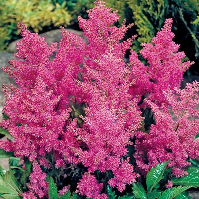 Pink Rheinland Astilbe