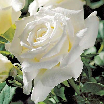 Pope John Paul Ii Rose