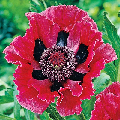 Poppy, Brooklyn Reblooming