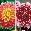 Fubuki Dahlia Collection