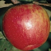 Honeycrisp Dwarf Apple