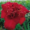 Moses Fire Double Daylily