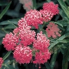 Pink Butterfly Plant