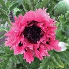Pink Perfection Poppy